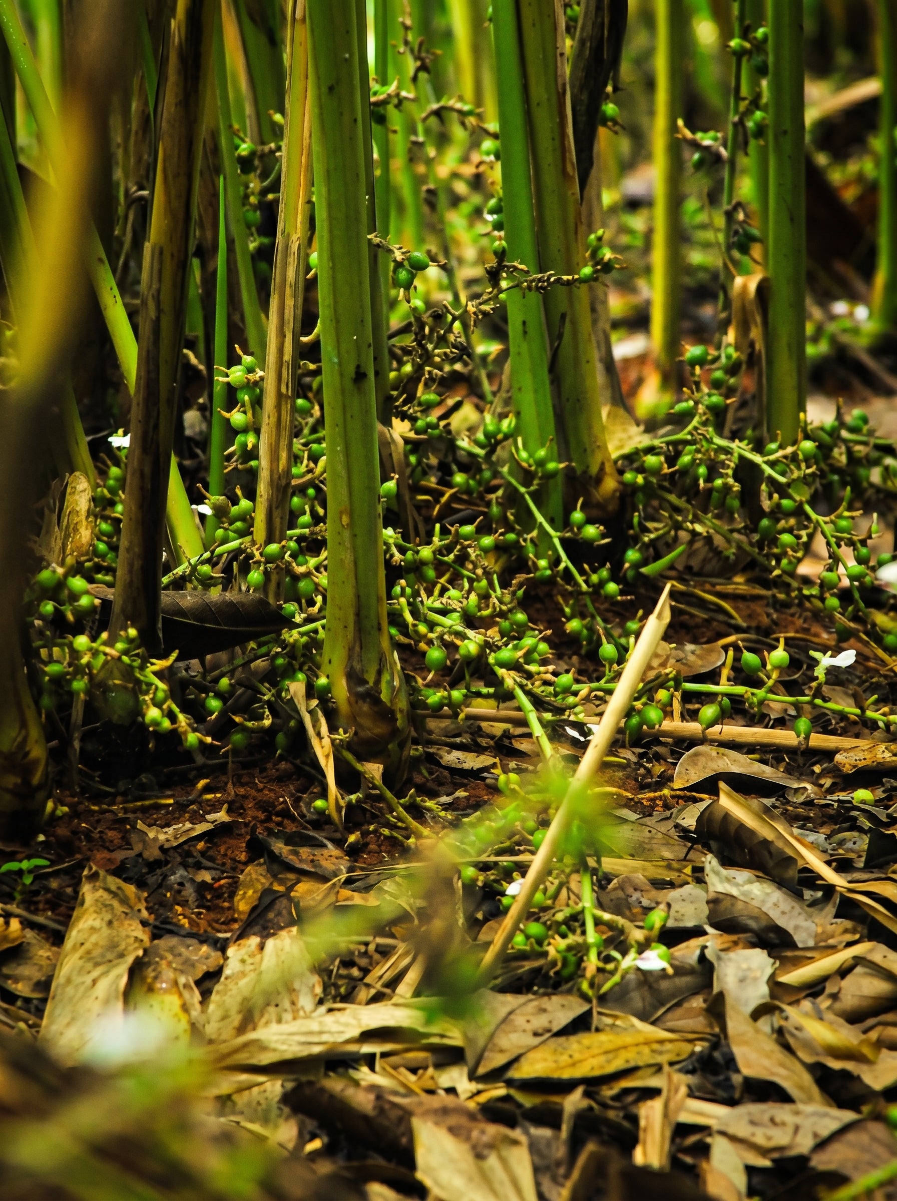 Rooted in the
Western Ghats